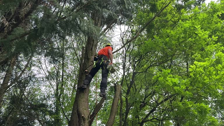 Why Choose Our Tree Removal Services in Blackfoot, ID?