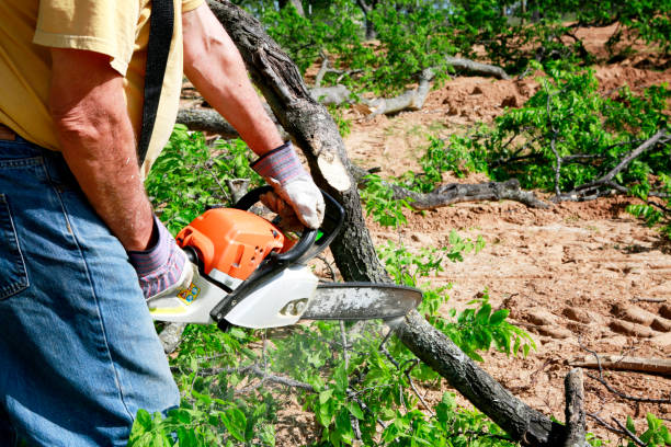 Trusted Blackfoot, ID Tree Services Experts